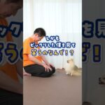 犬から見たら…人間って不思議♪#犬のいる暮らし #dog #shorts