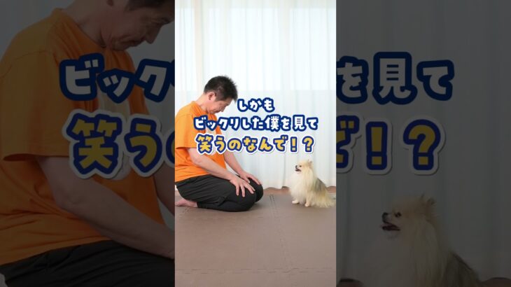 犬から見たら…人間って不思議♪#犬のいる暮らし #dog #shorts
