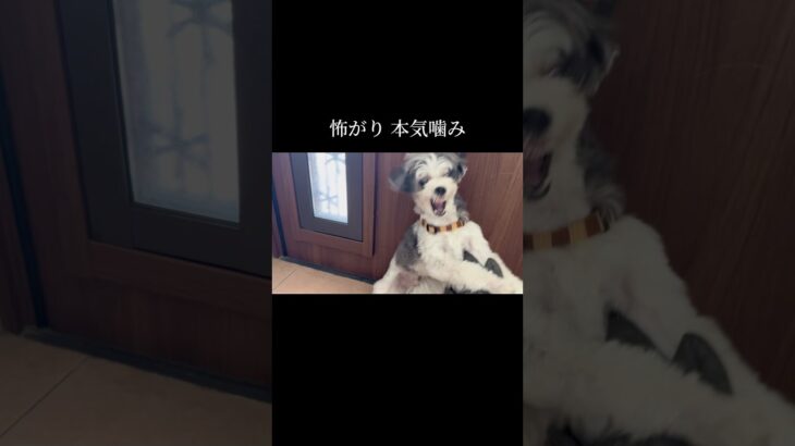 犬が本当に求めているのは「安心」。#doglibre #ドッグトレーニング #本気噛み #犬のしつけ