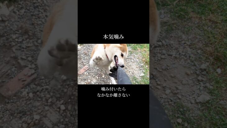 噛む＝悪い犬 ではありません。#doglibre #ドッグトレーニング #本気噛み #柴犬 #犬のしつけ
