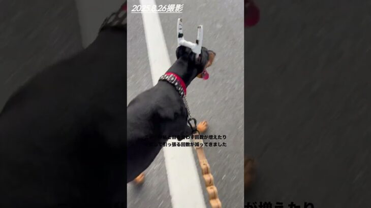 [反省:ドーベルマンの散歩のやり方] #ドーベルマン #大型犬のいる生活 #可愛い #nina #愛犬 #大型犬 #お散歩 #しつけ中 #反省#威圧的態度#生後7ヶ月