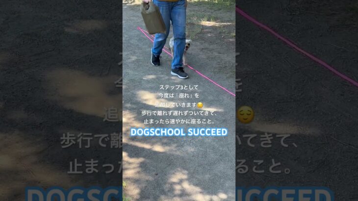 ドッグスクールサクシード⭐︎結ちゃん、歩行の合同レッスン。 #ドッグスクール #湘南 #お散歩 #しつけ #しつけ教室 #ヨークシャーテリア #無駄吠え #平塚 #puppy #犬 #合同レッスン