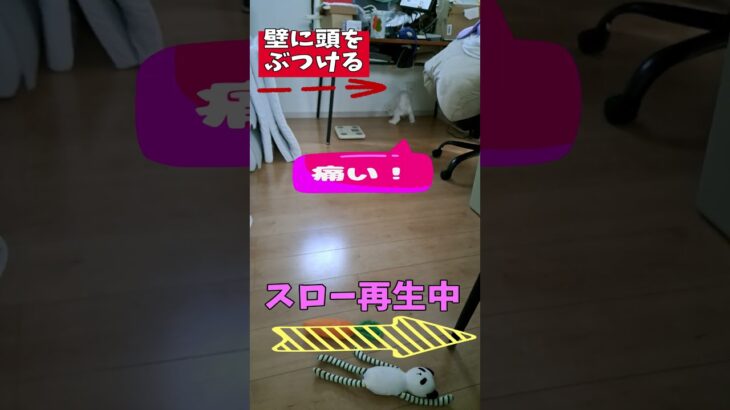 「救急車呼んでよ！」マルチーズ子犬＃シニア＃マルチーズ＃子犬＃しつけ #puppy #赤ちゃん #ふせ＃かわいい＃お迎え＃吠える＃性格＃トリミング＃ペット＃癒し＃遊ぶ＃可愛い #犬のいる生活