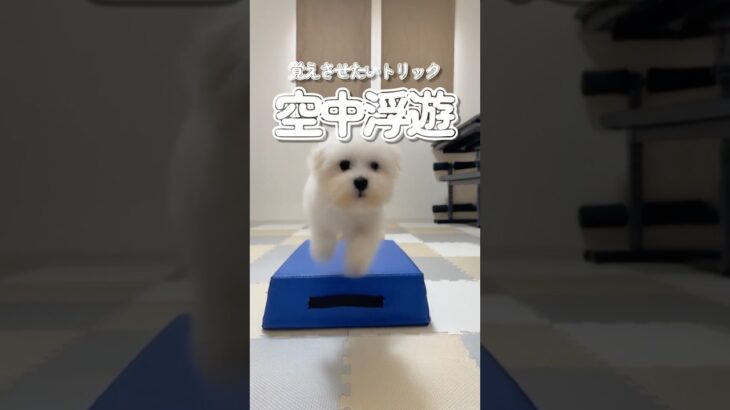 空中浮遊ができる犬！？ #puppy #犬との暮らし #しつけ