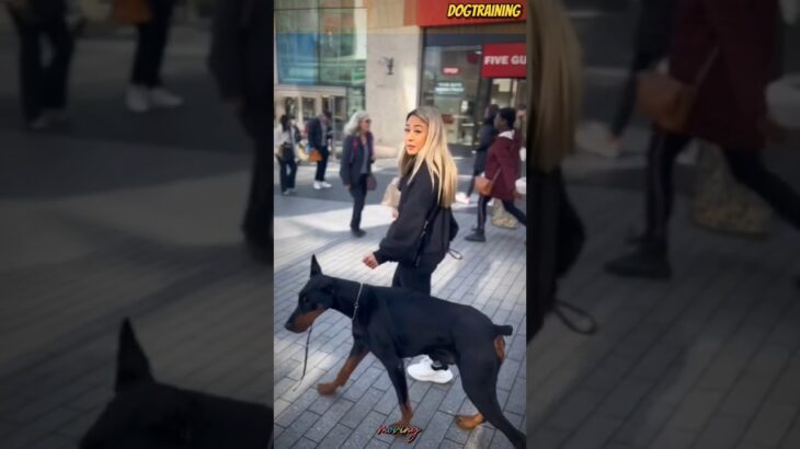 ❌❌❌safe walking🐕❤💯#malinois #becgie#germanshepherd #doglove #pets #dog #dogtraining #k9