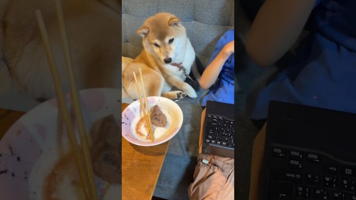 衝撃！大好物の肉の誘惑に勝つ犬なんて初めて見た#柴犬 #shibainu ＃しつけられた犬#かわいい犬 #dog