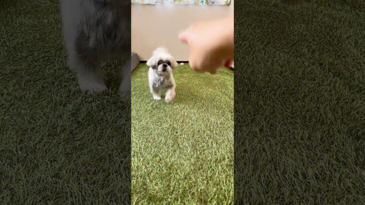 カンタン犬のしつけ【まずは信頼関係を築く】 #犬 #シーズー#shihtzu