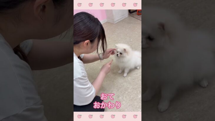 ＃犬のようちえん　＃犬のほいくえん　＃犬お泊りトレーニング　　#子犬しつけ  #しつけ教室 　#ポメラニアン   　＃犬のしつけ　#shorts 　#パピートレーニング