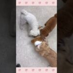 ＃犬のようちえん　＃犬のほいくえん　＃犬お泊りトレーニング　　#子犬しつけ  #しつけ教室 　#コーギー  　＃犬のしつけ　#shorts 　#パピートレーニング