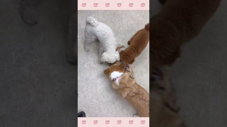 ＃犬のようちえん　＃犬のほいくえん　＃犬お泊りトレーニング　　#子犬しつけ  #しつけ教室 　#コーギー  　＃犬のしつけ　#shorts 　#パピートレーニング