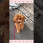 ＃犬のようちえん　＃犬のほいくえん　＃犬お泊りトレーニング　　#子犬しつけ  #しつけ教室 　#プードル 　＃犬のしつけ　#shorts 　#パピートレーニング