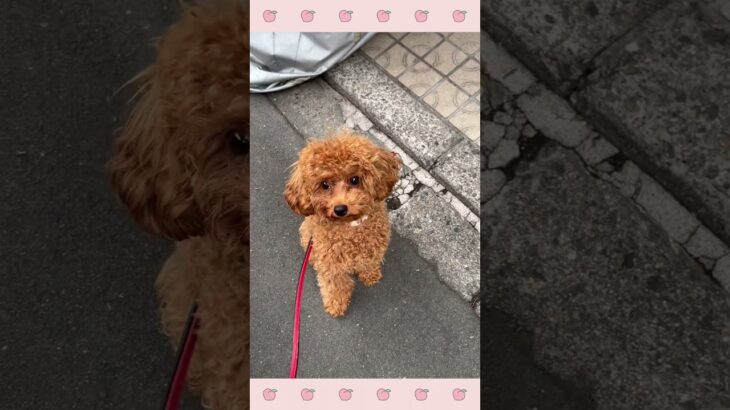 ＃犬のようちえん　＃犬のほいくえん　＃犬お泊りトレーニング　　#子犬しつけ  #しつけ教室 　#プードル 　＃犬のしつけ　#shorts 　#パピートレーニング