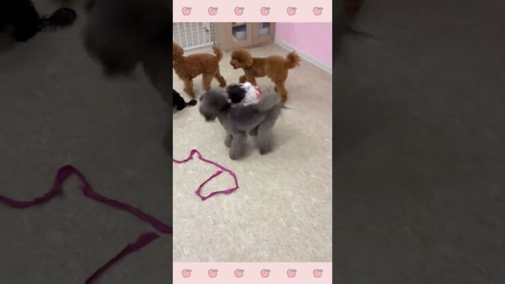 ＃犬のようちえん　＃犬のほいくえん　＃犬お泊りトレーニング　　#子犬しつけ  #しつけ教室 　#プードル 　＃犬のしつけ　#shorts 　#パピートレーニング