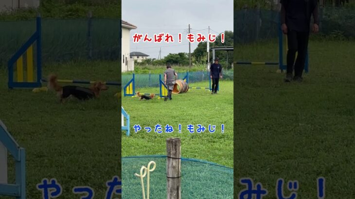 『がんばれ！もみじ！』 #shorts #ミニュチュアダックスフンドのいる生活 #アジリティ－ #犬のしつけ教室 #ハードル #トンネル
