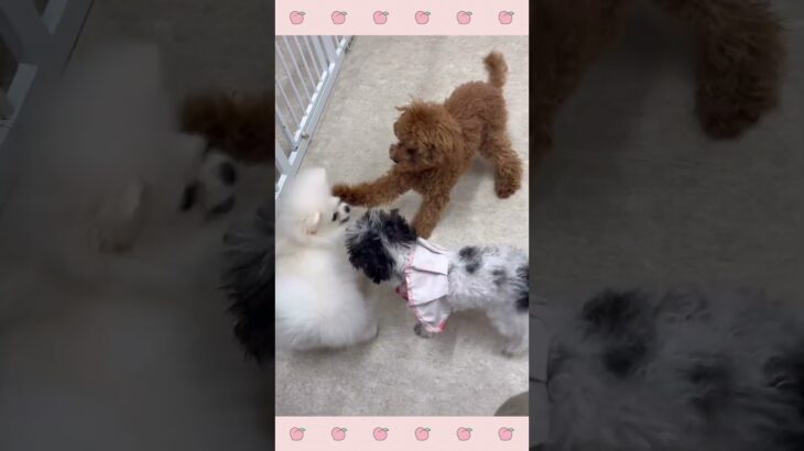 ＃犬のようちえん　＃犬のほいくえん　＃犬お泊りトレーニング　　#子犬しつけ  #しつけ教室 　#ポメラニアン 　＃犬のしつけ　#shorts 　#パピートレーニング