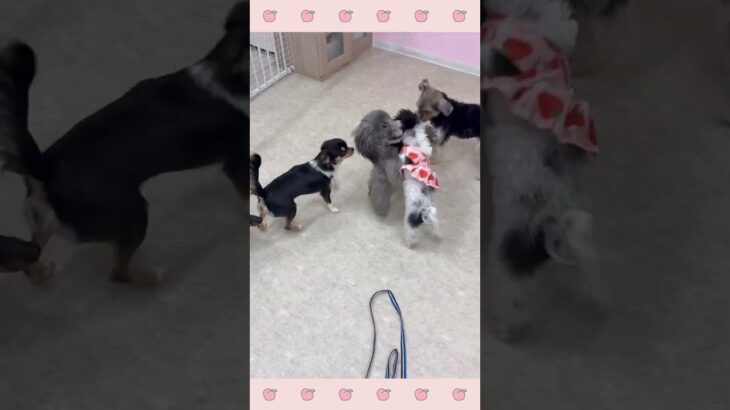 ＃犬のようちえん　＃犬のほいくえん　＃犬お泊りトレーニング　　#子犬しつけ  #しつけ教室 　#プードル 　＃犬のしつけ　#shorts 　#パピートレーニング