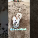 むぎが赤ちゃんの頃の動画#ペット #かわいい #癒し動画 #しつけ #動物  #いぬ  #癒し #わんこ #チワワ #犬 #shorts