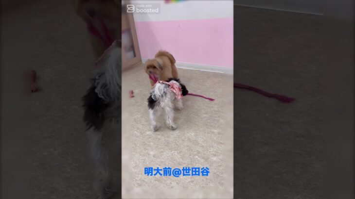 ＃犬のようちえん　＃犬のほいくえん　＃犬お泊りトレーニング　　#子犬しつけ  #しつけ教室 　#プードル 　＃犬のしつけ　#shorts 　#パピートレーニング