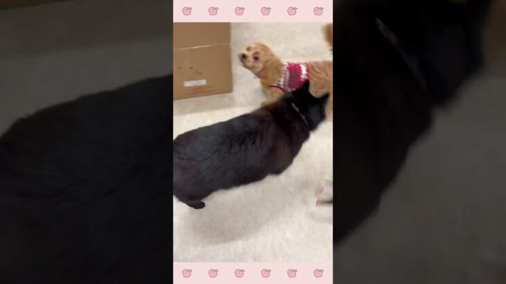 ＃犬のようちえん　＃犬のほいくえん　＃犬お泊りトレーニング　　#子犬しつけ  #しつけ教室 　#スキッパーキ　＃犬のしつけ　#shorts 　#パピートレーニング