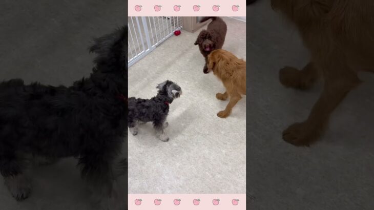 ＃犬のようちえん　＃犬のほいくえん　＃犬お泊りトレーニング　　#子犬しつけ  #しつけ教室 　#シュナウザー  　＃犬のしつけ　#shorts 　#パピートレーニング