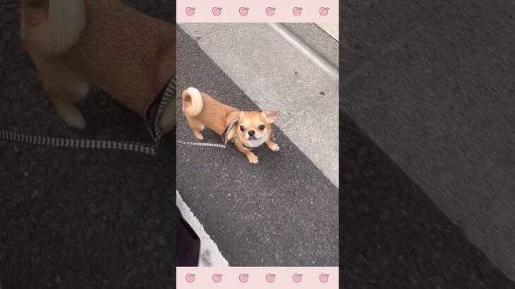 ＃犬のようちえん　＃犬のほいくえん　＃犬お泊りトレーニング　　#子犬しつけ  #しつけ教室 　#チワワ  　＃犬のしつけ　#shorts 　#パピートレーニング