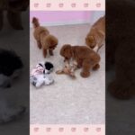 ＃犬のようちえん　＃犬のほいくえん　＃犬お泊りトレーニング　　#子犬しつけ  #しつけ教室 　#ダックス　＃犬のしつけ　#shorts 　#パピートレーニング