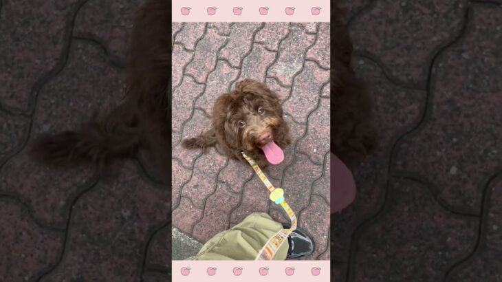 ＃犬のようちえん　＃犬のほいくえん　＃犬お泊りトレーニング　　#子犬しつけ  #しつけ教室 　#ドゥードゥル　＃犬のしつけ　#shorts 　#パピートレーニング