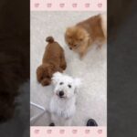 ＃犬のようちえん　＃犬のほいくえん　＃犬お泊りトレーニング　　#子犬しつけ  #しつけ教室 　#プードル 　＃犬のしつけ　#shorts 　#パピートレーニング