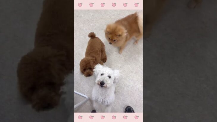 ＃犬のようちえん　＃犬のほいくえん　＃犬お泊りトレーニング　　#子犬しつけ  #しつけ教室 　#プードル 　＃犬のしつけ　#shorts 　#パピートレーニング