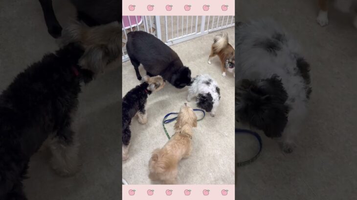 ＃犬のようちえん　＃犬のほいくえん　＃犬お泊りトレーニング　　#子犬しつけ  #しつけ教室 　#スキッパーキ　＃犬のしつけ　#shorts 　#パピートレーニング