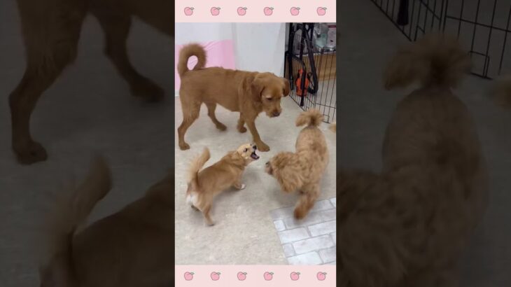 ＃犬のようちえん　＃犬のほいくえん　＃犬お泊りトレーニング　　#子犬しつけ  #しつけ教室 　#チワっくす　＃犬のしつけ　#shorts 　#パピートレーニング