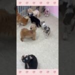 ＃犬のようちえん　＃犬のほいくえん　＃犬お泊りトレーニング　　#子犬しつけ  #しつけ教室 　#ヨークシャーテリア 　＃犬のしつけ　#shorts 　#パピートレーニング