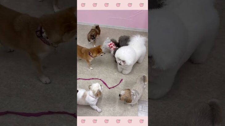＃犬のようちえん　＃犬のほいくえん　＃犬お泊りトレーニング　　#子犬しつけ  #しつけ教室 　#ビションフリーゼ　＃犬のしつけ　#shorts 　#パピートレーニング