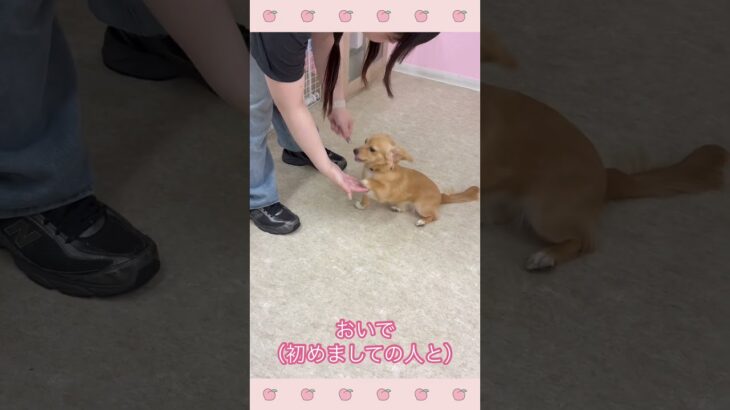 ＃犬のようちえん　＃犬のほいくえん　＃犬お泊りトレーニング　　#子犬しつけ  #しつけ教室 　#チワっくす　＃犬のしつけ　#shorts 　#パピートレーニング