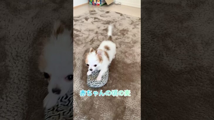 むぎが赤ちゃんの頃の動画#ペット #かわいい #癒し動画 #しつけ #動物  #いぬ  #癒し #わんこ #チワワ #犬 #shorts