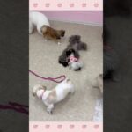 ＃犬のようちえん　＃犬のほいくえん　＃犬お泊りトレーニング　　#子犬しつけ  #しつけ教室 　#プードル 　＃犬のしつけ　#shorts 　#パピートレーニング