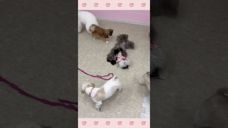 ＃犬のようちえん　＃犬のほいくえん　＃犬お泊りトレーニング　　#子犬しつけ  #しつけ教室 　#プードル 　＃犬のしつけ　#shorts 　#パピートレーニング