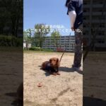 お散歩に出ると、歩かない。引っ張る。他の犬や人に吠える。もうこっちがへとへと、、、。　#犬のしつけ  #犬のしつけ教室 #お散歩  #shorts