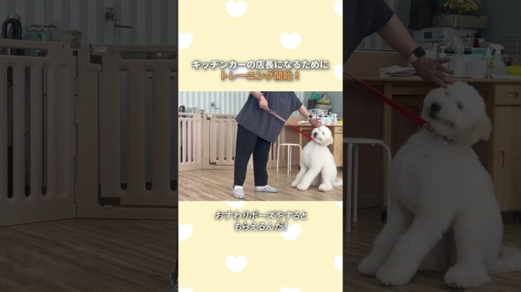 【訓練】キッチンカーの店長になるためにトレーニング開始！　#shorts