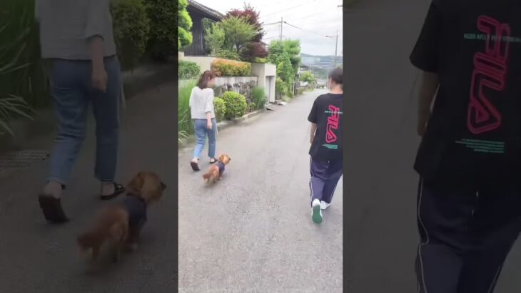お散歩中に吠えられると吠え返しちゃう犬のトレーニング。　#犬のしつけ #犬のしつけ教室 #犬のしつけ相談 #お散歩 #shorts