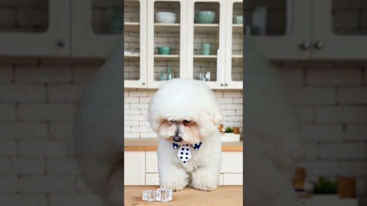 こんな風に犬に氷を食べさせちゃダメね。#shorts