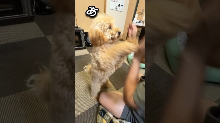 クセの強いしつけ#トイプードル #犬 #癒し #愛犬 #可愛い #shorts