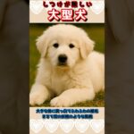 #shorts【ランキング】しつけの難しい大型犬（25kg以上）