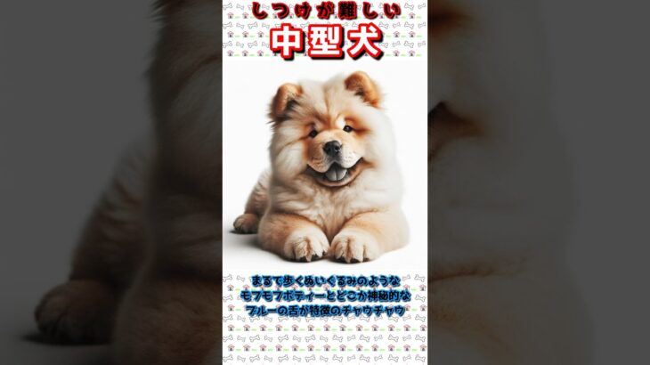 #shorts【ランキング】しつけの難しい中型犬（25kg以下）