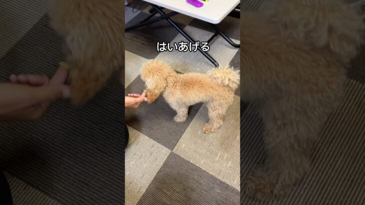 クセの強いしつけ#トイプードル #犬のいる生活 #犬 #癒し #shortvideo