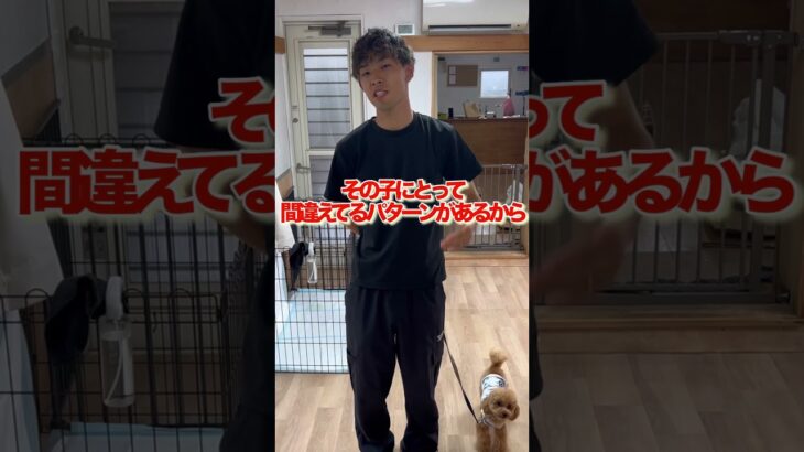 犬のしつけに困っている人はチャンネルアイコンをタップしてチャンネル登録しておいて！#ドッグトレーナー#犬のしつけ