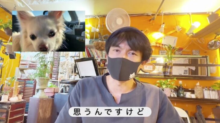犬は🐶安心🐶で強くなる