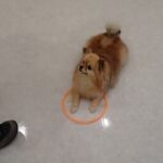 犬の幼稚園 くるみちゃんとトレーニング