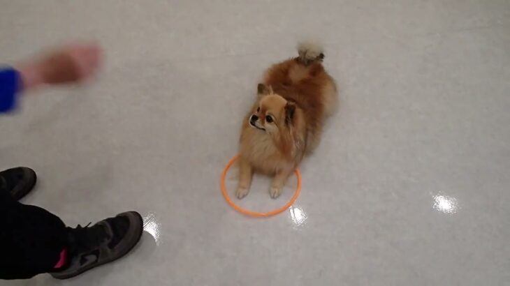 犬の幼稚園 くるみちゃんとトレーニング