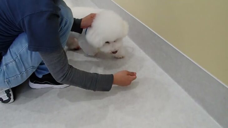 犬の幼稚園 ランディくんとトレーニング